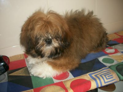 última Lhasa Apso Fêmea á venda 5 meses 