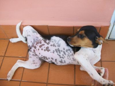 Maravilhosa filhota Terrier Brasileiro (Fox Paulistinha) disponível! (Canil Copaíba)