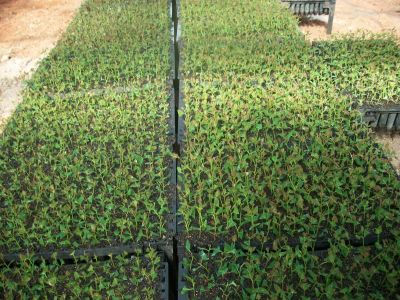 Mudas de Eucalipto Clonal