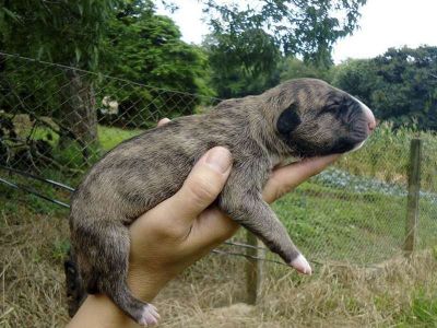 Filhotes Bull Terrier Anabrum