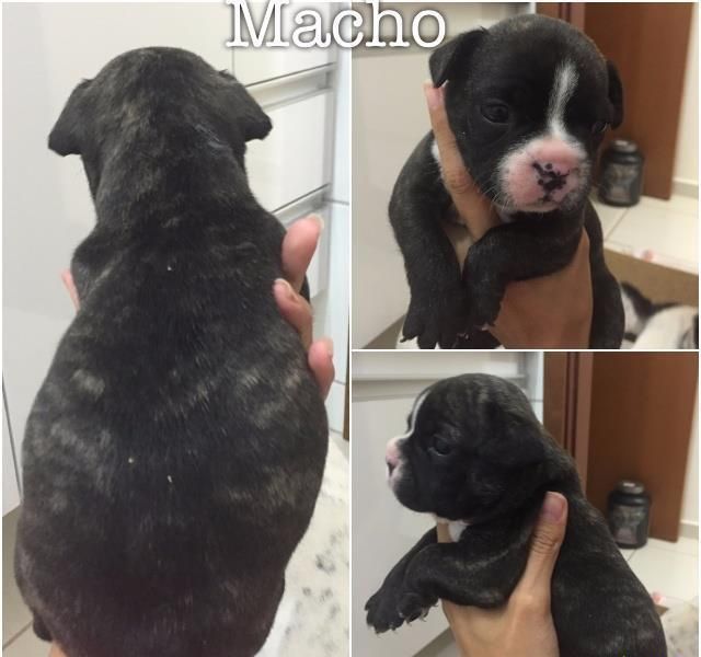 Filhotes bulldog francês akc