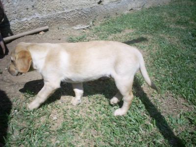 PEQUENO PLANTEL DE LABRADOR