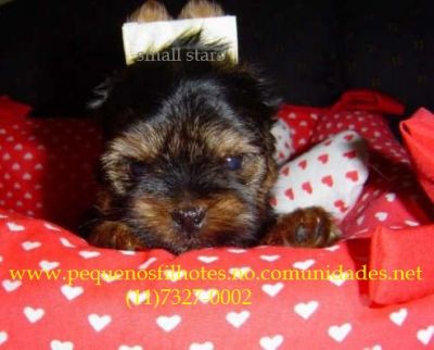 YORKSHIRE MICRO A PRONTA ENTREGA 