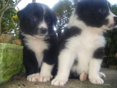 Canil Dogs Valents:Estamos com filhotes em PROMOÇÃO.