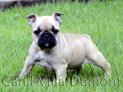 Bulldog Frances - Fêmea Dourada (da mesma cor do cão da propaganda do carro Jetta)