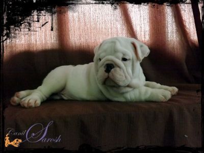 bulldog inglês macho