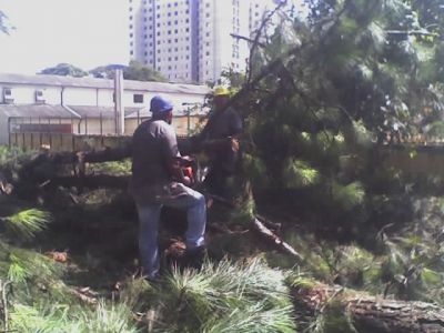 corte de árvores 11-2303-5217 ,7303-3441