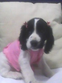 Linda Cocker Inglesa Femea