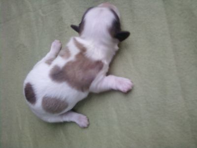 LHASA APSO machos lindissimos