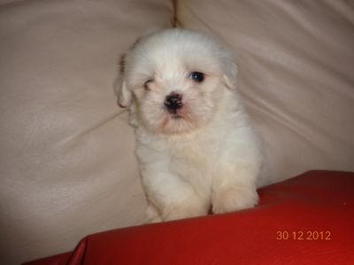 Lindo LHASA branco inteiro