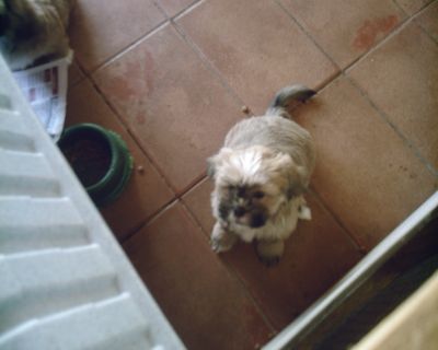 Filhotes de Shih-tzu e Lhasa Apso