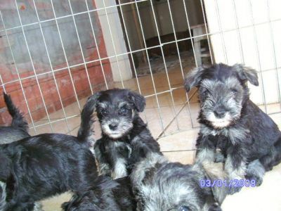 Filhotes de SCHNAUZER