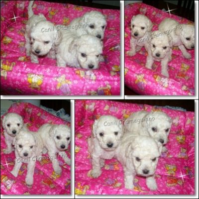 Poodle - Lhasa Apso - Shih-Tzu - Yorkshire