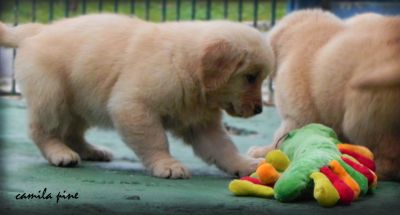 Golden Retriever ninhada maravilhosa enviamos para todo Brasil