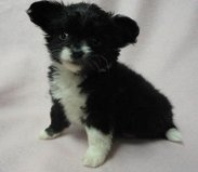 filhotes de Chihuahua para adopção.