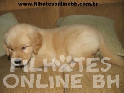 Golden Retriever - Canil Filhotes On Line BH