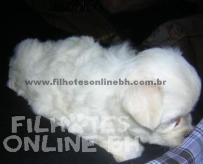 Maltes filhotes a venda - Puppies for sale