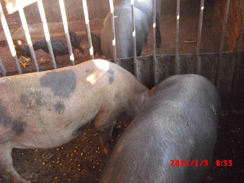 Ibativel 2 chácaras de 1000m-2 cada pelo preço de 01 