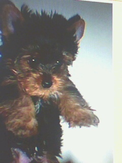 magnificos filhotes yorkshire