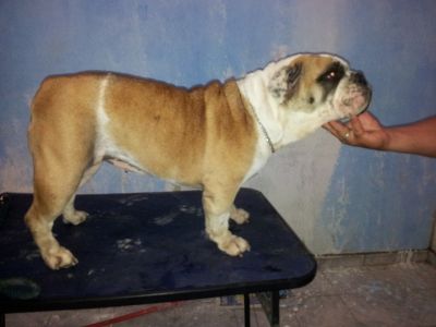 Bulldog Inglês Fêmea Adulta