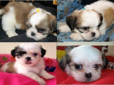 Porto Alegre, vende, shih tzu,macho, fêmea,