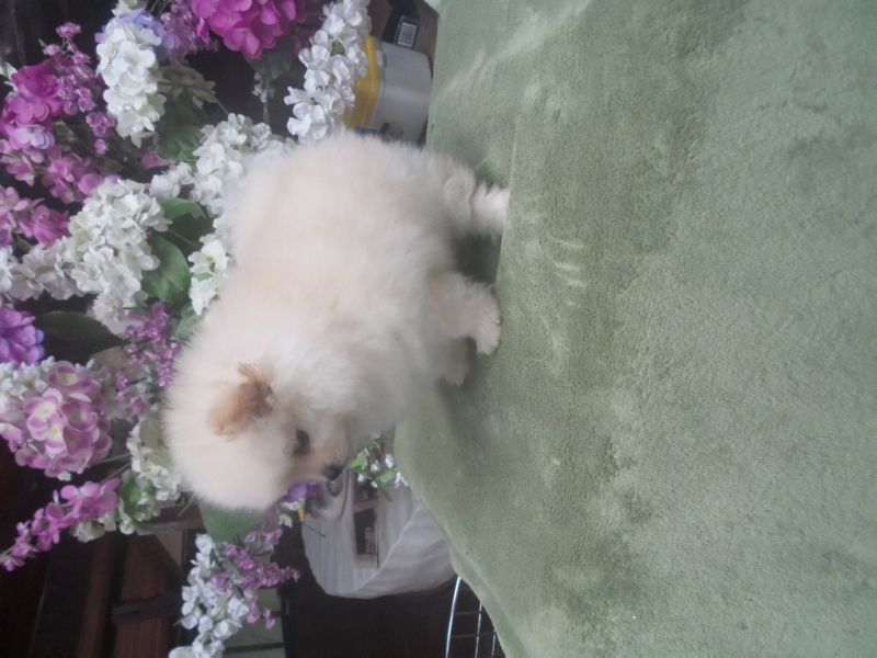 Spitz Alemão - Lulu da Pomerania