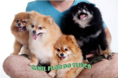 SPITZ ALEMÃO - CANIL FLOR DO TIJUCO - VENDA DE FILHOTES