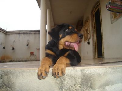 vendo filhotes de Rottweiler