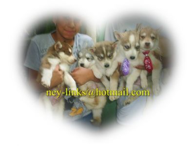 Filhotes de Husky Siberiano