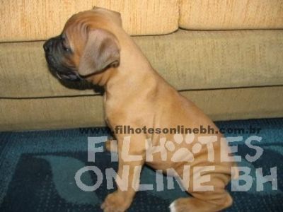 Boxer a venda - Canil Filhotes On Line BH  