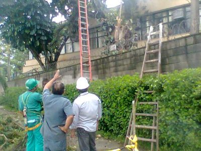 CORTE DE ÁRVORES E REMOÇÃO (11)2303-5217/8621-3420/6557-9589