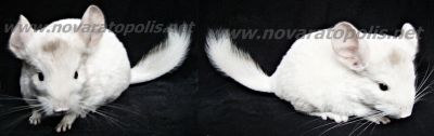Chinchilas - Lindos Filhotes Rio de Janeiro!