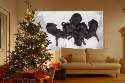 ***YORK*** lindas ninhadas