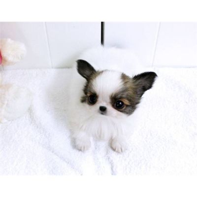 2 saudável chihuahua cachorros