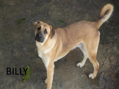 Jw Passeador de Cães