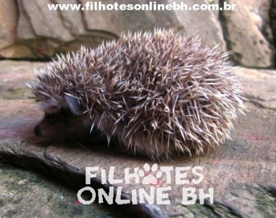 Hamster Chines filhotes a venda - Puppies for sale