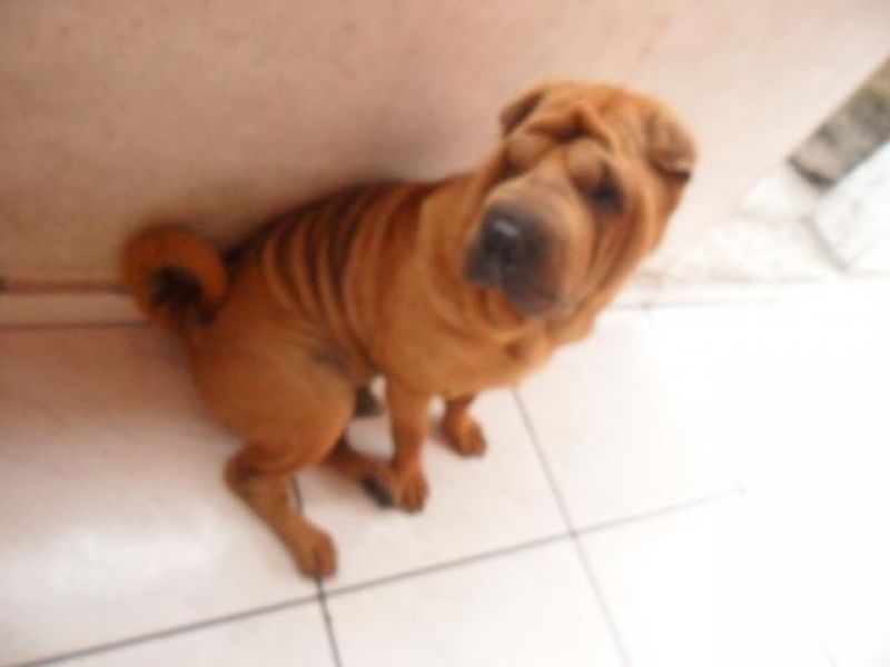 SharPei Filhotes de Sharpei