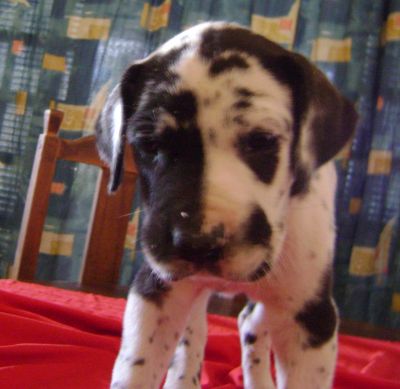 VENDO FILHOTES DE DOGALEMAO