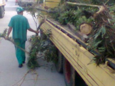 CORTE DE ÁRVORES E REMOÇÃO (11)2303-5217/8621-3420/6557-9589