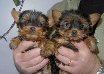 Yorkshire Terrier miniatura Filhotes Muito pedigree