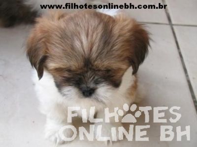 Lhasa Apso a venda - Canil Filhotes On Line BH  
