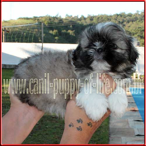 Canil puppy of life- vd filhotes shih tzu - São Paulo