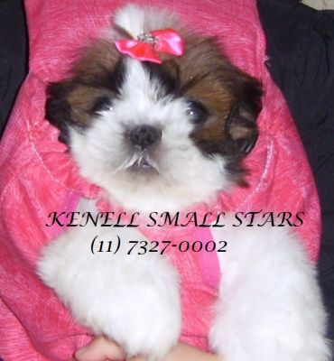 shih-tzu preço inacreditavel macho