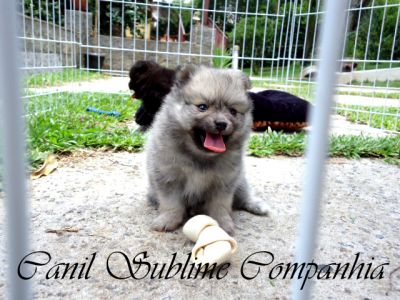 Spitz Alemão / Lulu da Pomerania - Filhotes com Pedigree a venda
