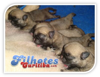 PUG LINDOS FILHOTES - CANIL EM CURITIBA