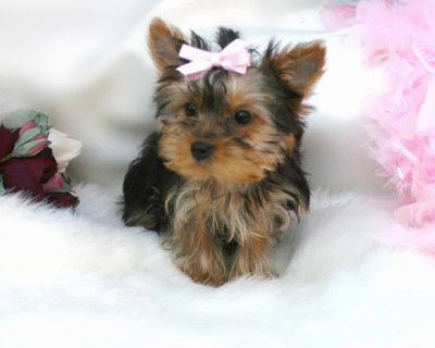 filhotes para adoção