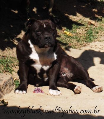 American Bully - PitBully - Bull - Bulldog