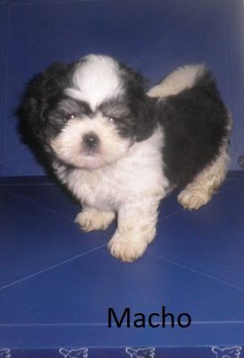 Filhote de Shih Tzu - Promoção