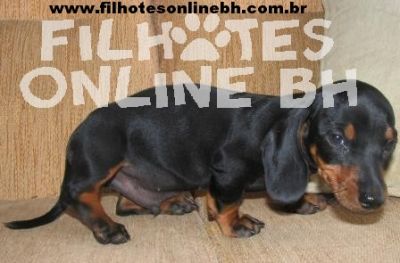 Basset Cofap ou Dachshund Teckel - Canil Filhotes On Line BH