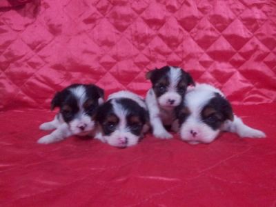 Biewer Yorkshire Terrier